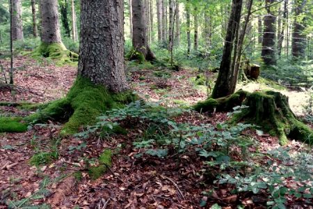 יער בשולי ארמון לינדרהוף, הדרך האלפינית הגרמנית
